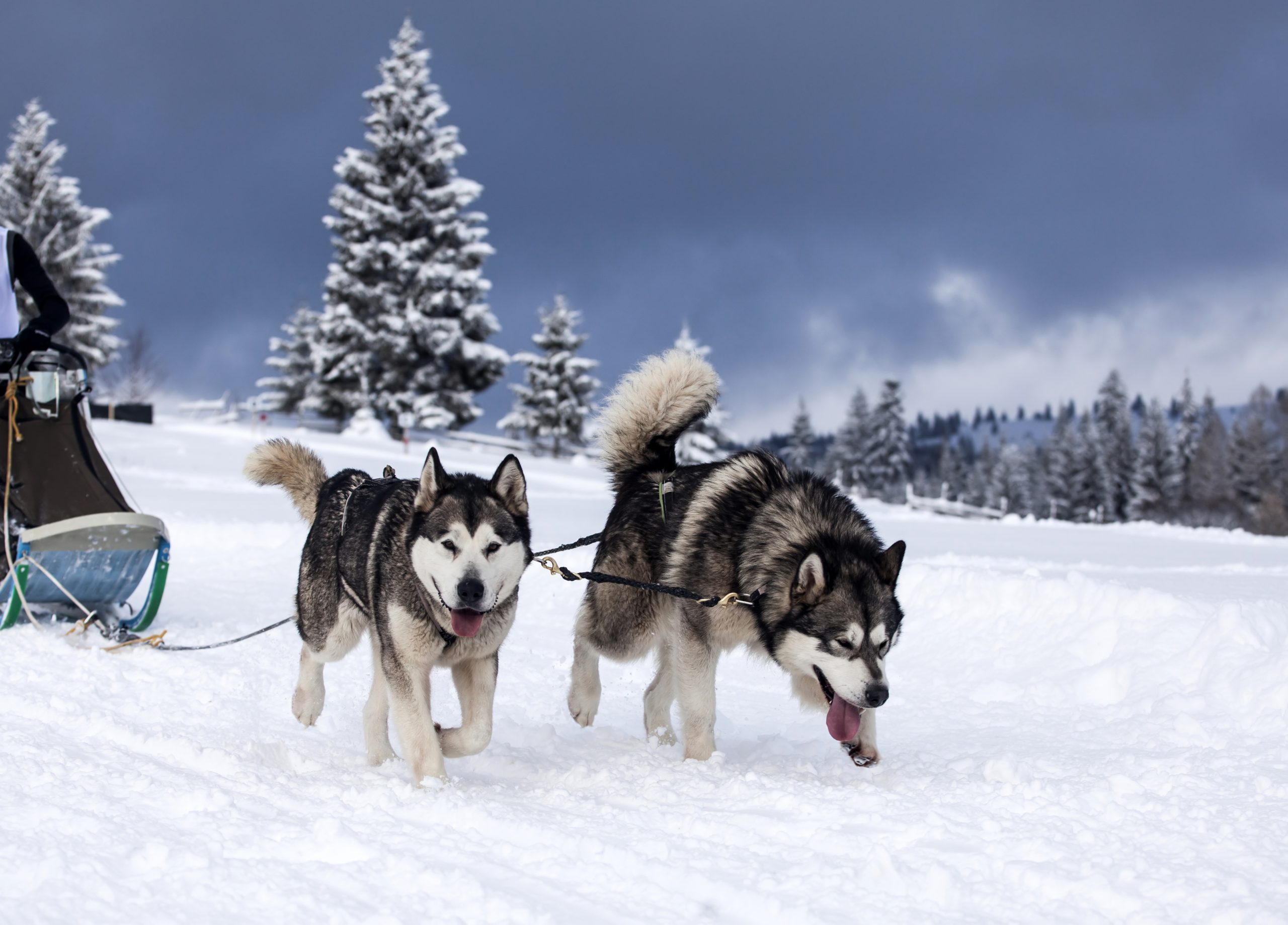 Dog sled race