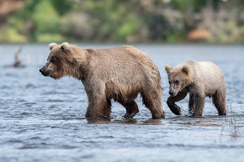Bears in River