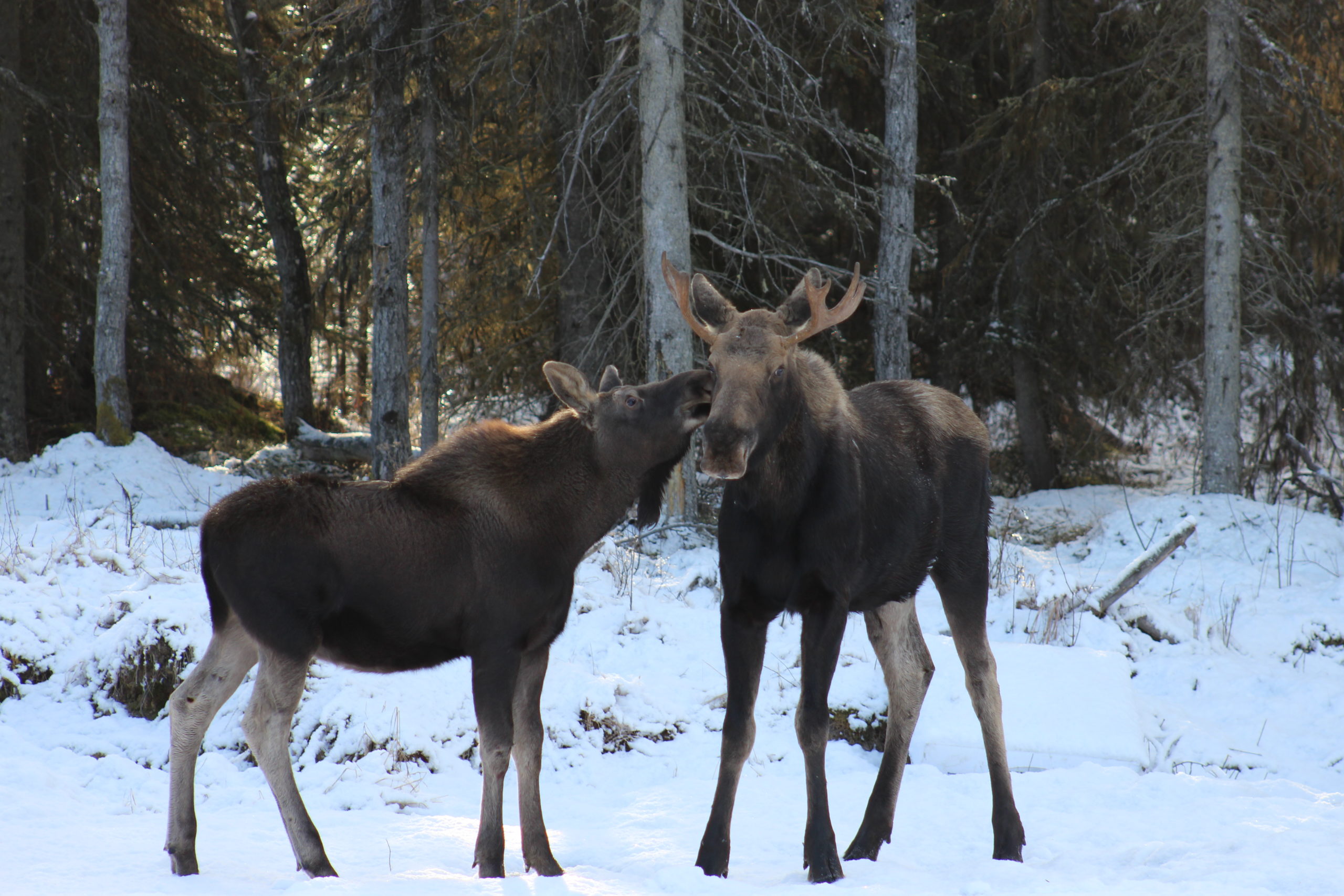 Two moose in the snow