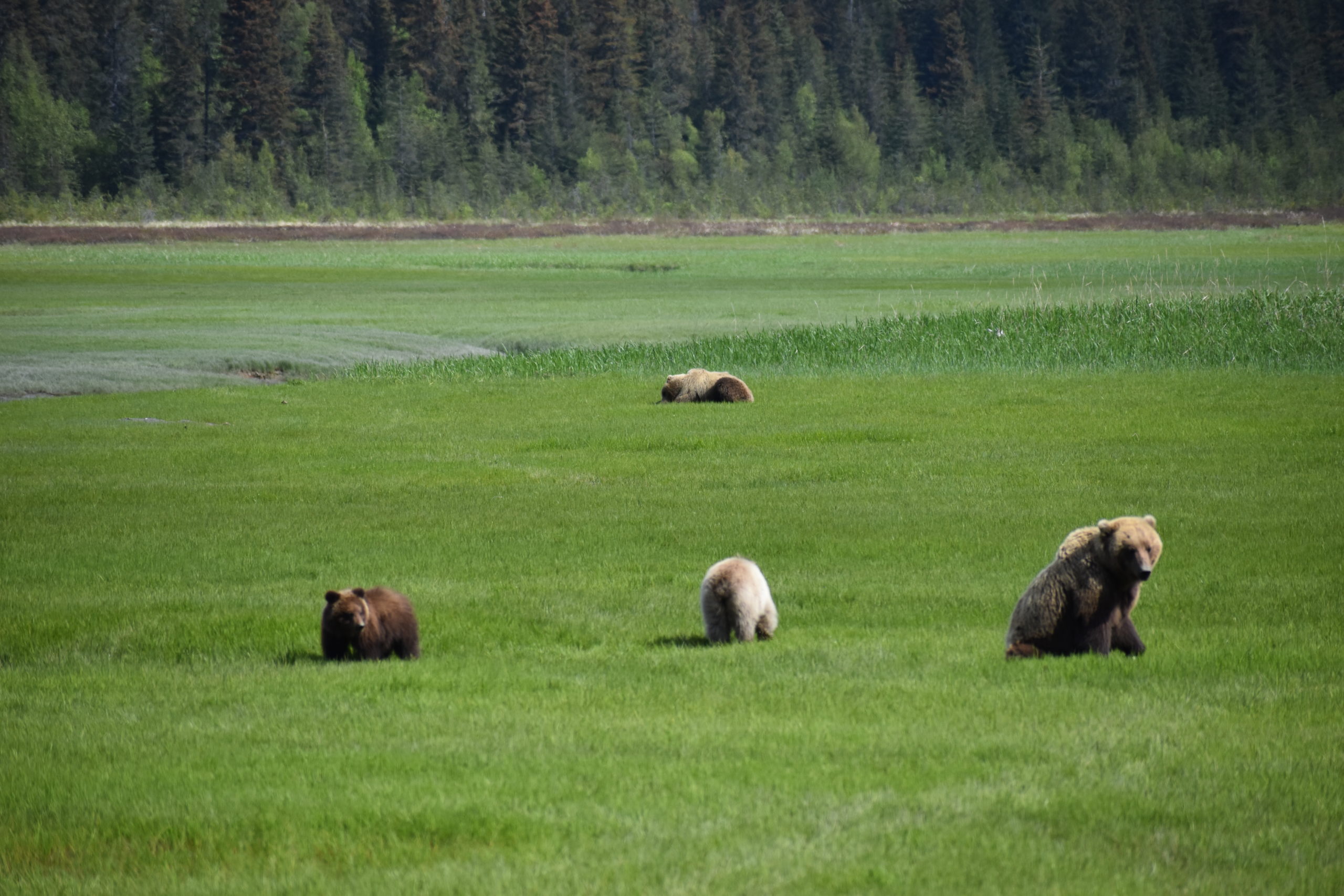 Bears feeding in a field in Alaska