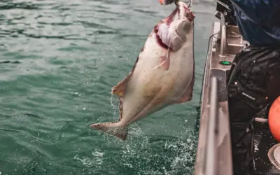 Your Guide to Halibut Fishing in Homer, Alaska