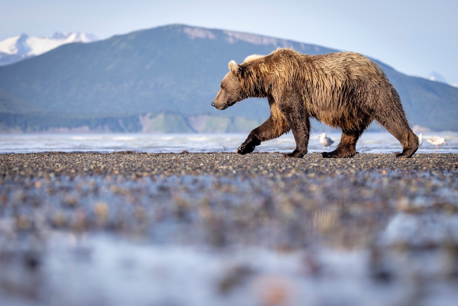 Bear walking along the shore during our Alaska Bear Tours