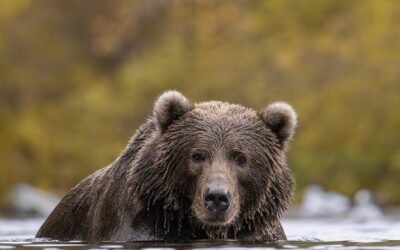 Alaska Bear Tours: Why Watching Brown Bears in the Wild is a Must