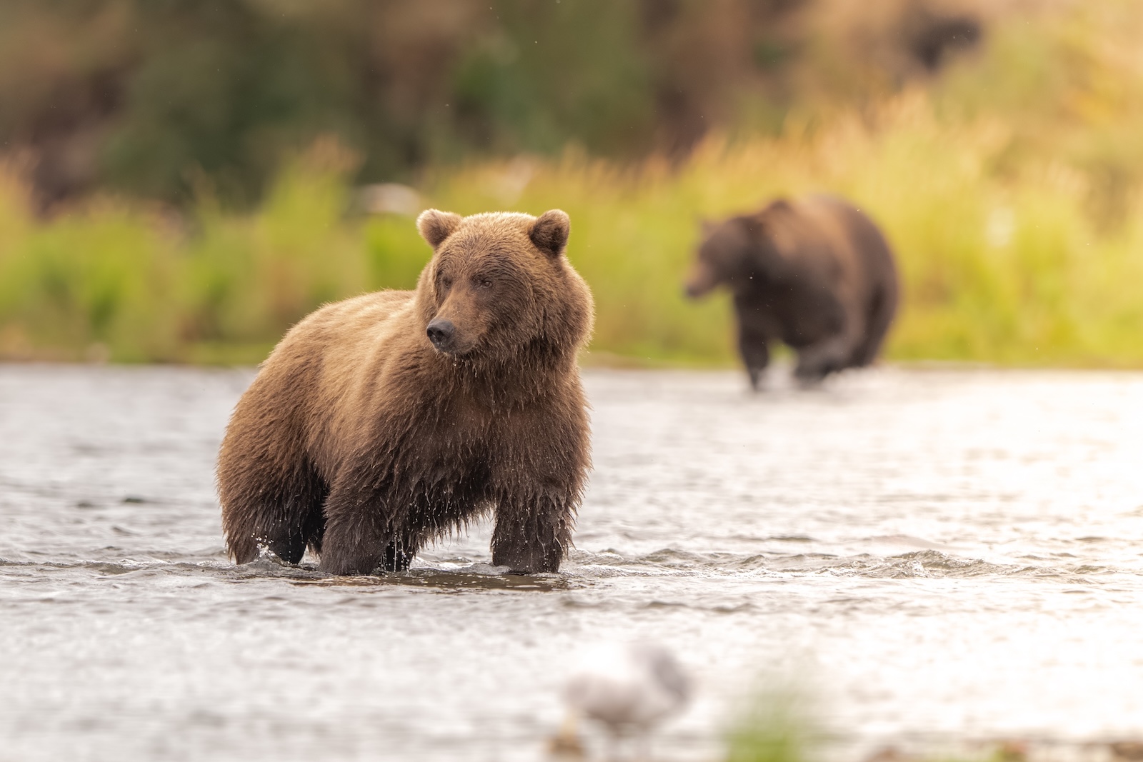Two Brown Bears in the water, similar to what you'll see on our alaska bear viewing tours