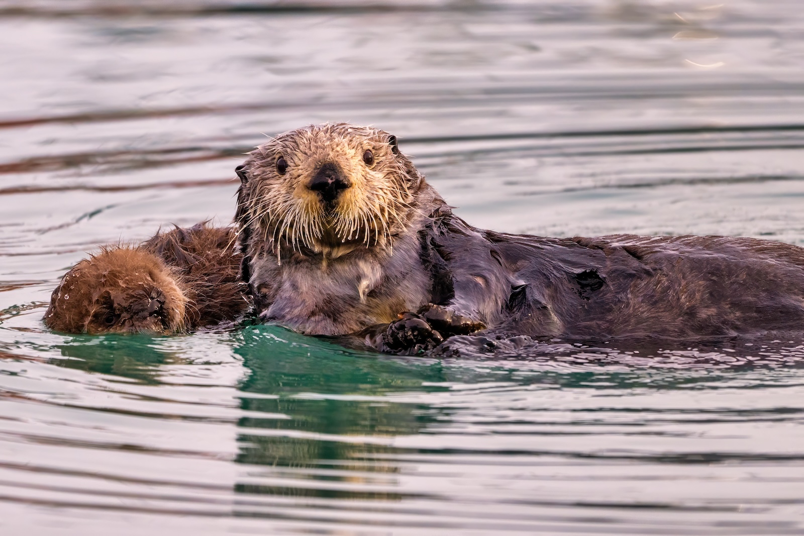 An Alaska otter seen during one of our Alaska bear viewing tours