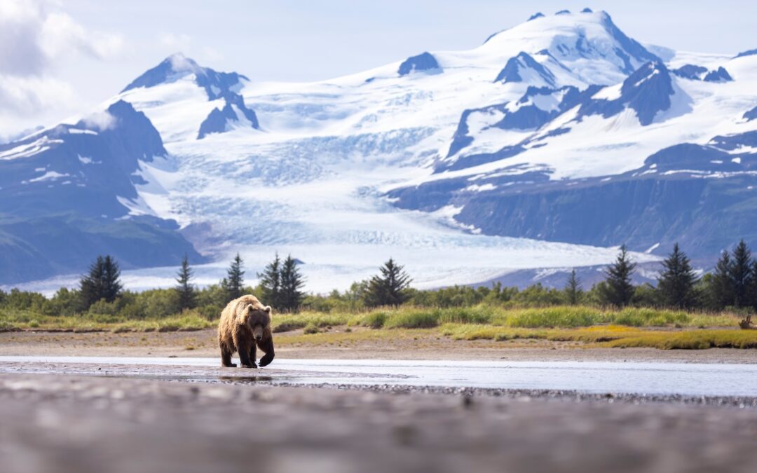 Bear Viewing by Boat vs. Plane in Alaska: Pros, Cons & Costs