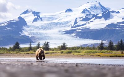 Bear Viewing by Boat vs. Plane in Alaska: Pros, Cons & Costs