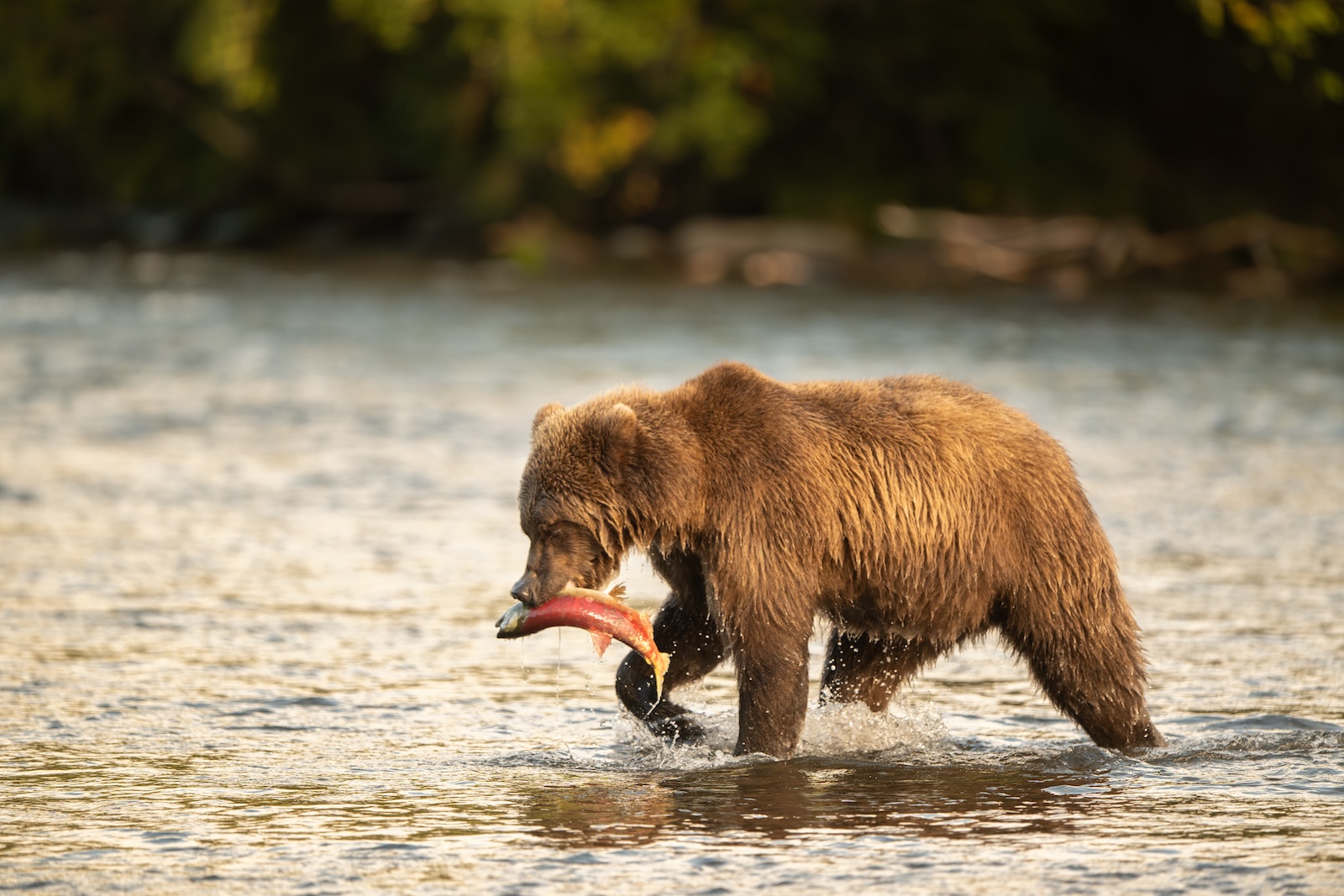 Alaska Brown Bears catching salmon